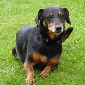 Hund-Malerhaus
